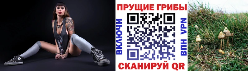 дарнет шоп Сурск Галлюциногенные грибы прущие грибы